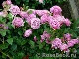 Rose Thelma