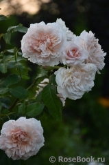 Rose de Tolbiac ®