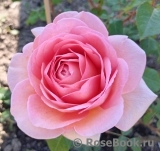 Abraham Darby