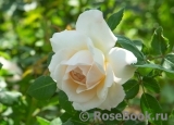 Crocus Rose® 