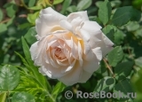 Crocus Rose® 