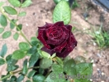 Black Baccara