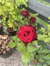 Black Baccara