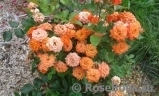 Orange Babyflor 