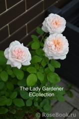 The Lady Gardener