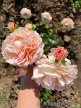 Abraham Darby