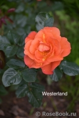 Westerland