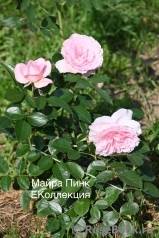 Mayra's Rose