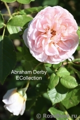 Abraham Darby