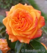 Orange Babyflor 