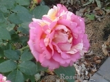 Rose des Cisterciens 