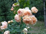 Crown Princess Margareta®