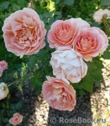 Abraham Darby