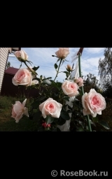 A Shropshire Lad