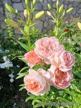 Abraham Darby