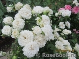 Great North Eastern Rose 