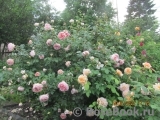 Abraham Darby