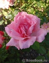 Jardins de Villandry