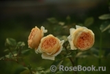 Crown Princess Margareta®