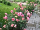 Rose des Cisterciens 