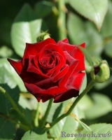 Black Baccara