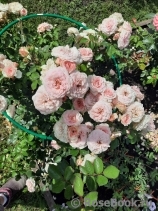 Mariatheresia Mariatheresia