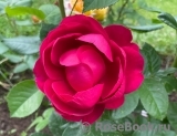 Falstaff® Falstaff®