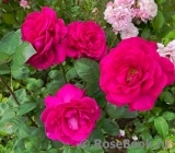 Falstaff® Falstaff®