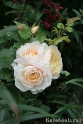 Crocus Rose® 