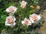 Julia's Rose