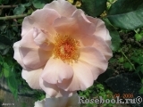 Julia's Rose