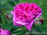 Rose de Rescht