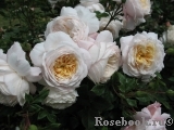 Crocus Rose® 