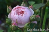 The Alnwick Rose