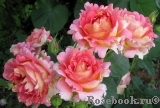 Rose des Cisterciens 