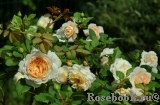 Crocus Rose® 