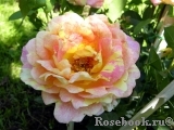 Rose des Cisterciens 