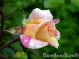 Rose des Cisterciens 