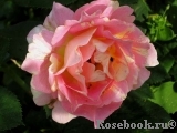 Rose des Cisterciens 