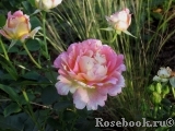 Rose des Cisterciens 