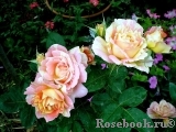 Rose des Cisterciens 