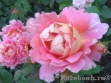 Rose des Cisterciens 