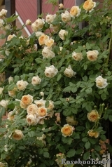 Crown Princess Margareta®