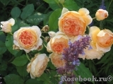 Crown Princess Margareta®