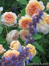 Crown Princess Margareta®