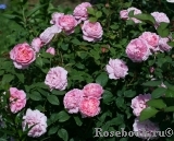 Cottage Rose 