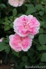 Cottage Rose 