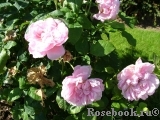 Cottage Rose 