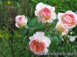 Abraham Darby