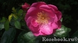 Oddfellows Rose, The